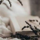 Boosting Mental Health with Lavender