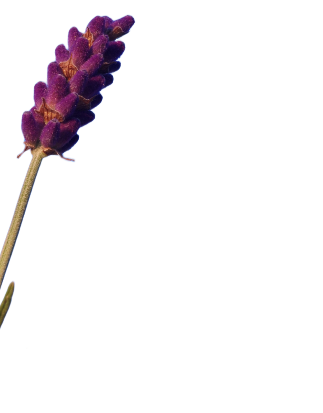 HP15